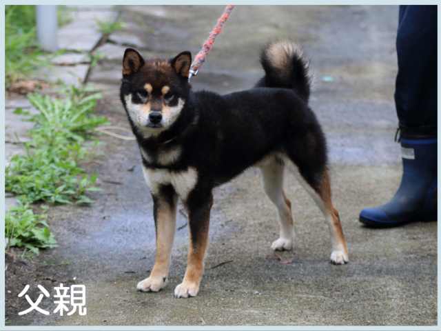 楓ノ黒錦王号 楓ノ黒錦王号