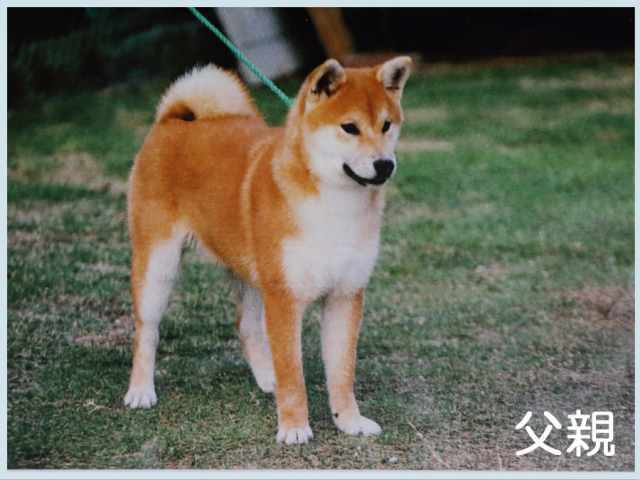祥桃真留号 祥桃真留号