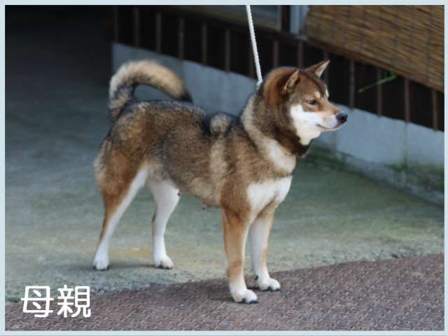 桜の愛姫号 桜の愛姫号