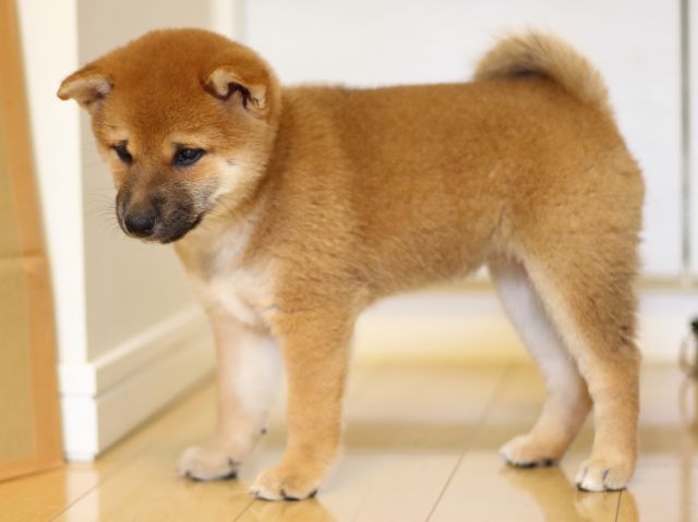 FP5A0029-puppy FP5A0029-puppy