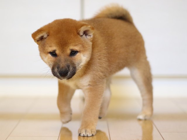 FP5A0043-puppy FP5A0043-puppy