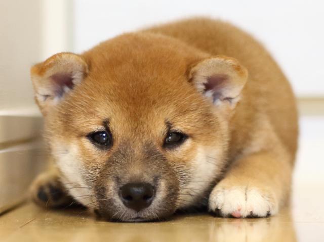 FP5A0139-puppy FP5A0139-puppy