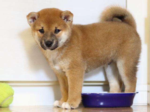FP5A0174-puppy FP5A0174-puppy