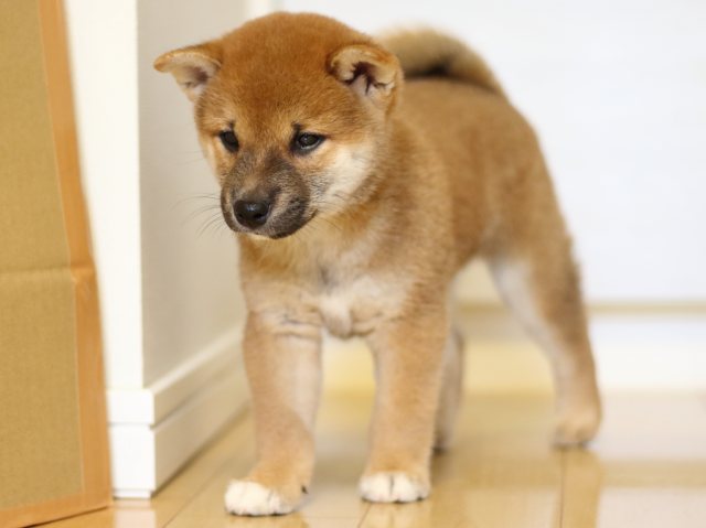 FP5A0181-puppy FP5A0181-puppy