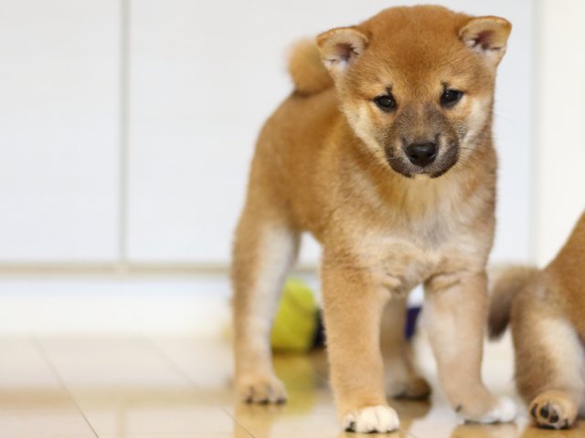 FP5A0247-puppy FP5A0247-puppy