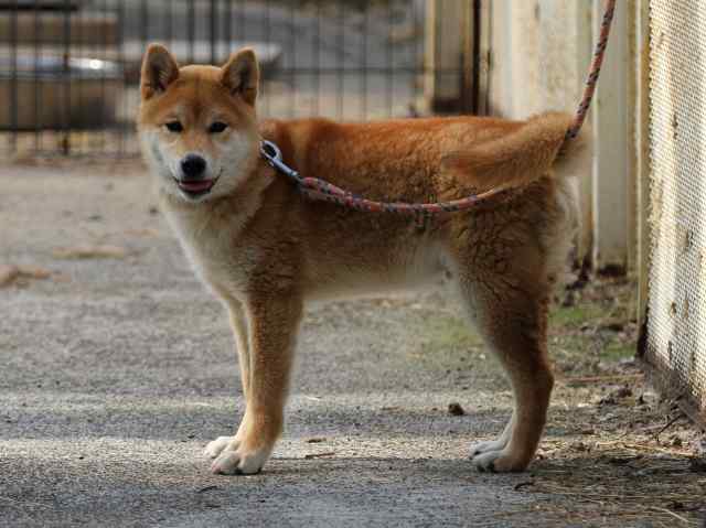 FP5A0287-puppy FP5A0287-puppy