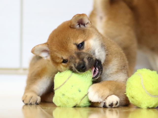 FP5A0345-puppy FP5A0345-puppy