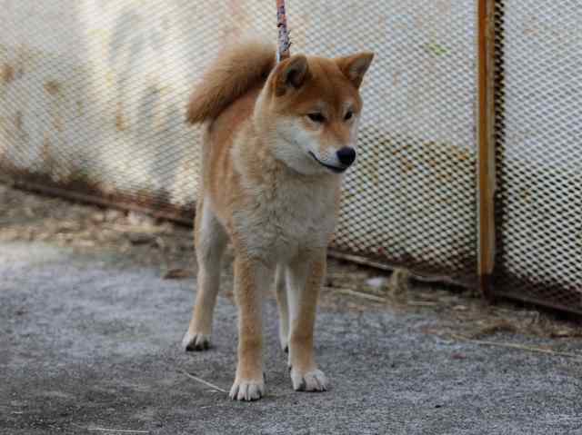 FP5A0346-puppy FP5A0346-puppy