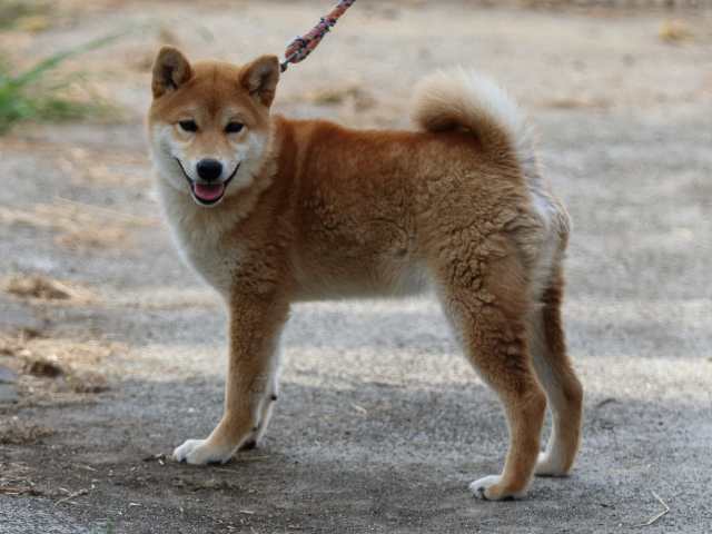 FP5A0387-puppy FP5A0387-puppy