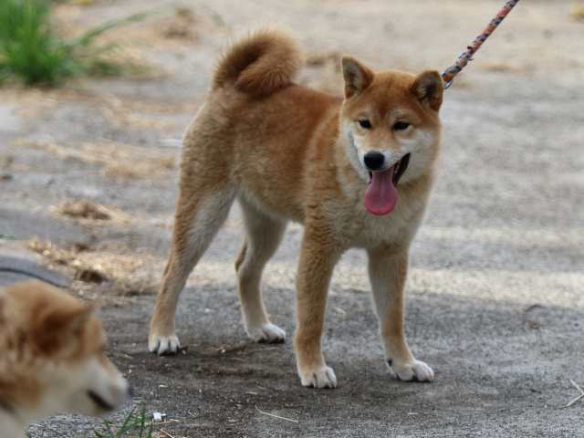 FP5A0388-puppy FP5A0388-puppy