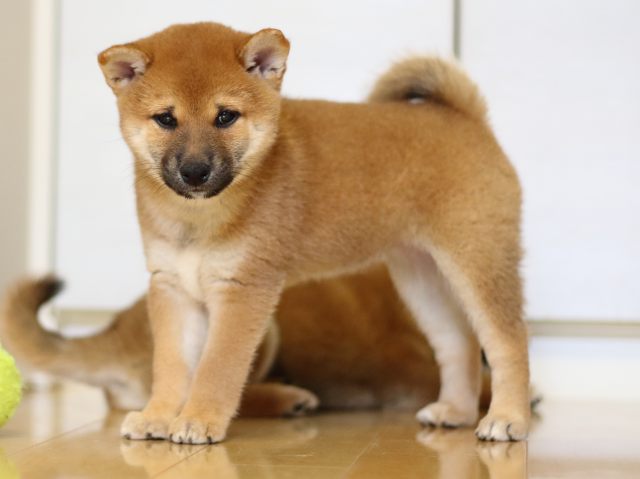 FP5A0410-puppy FP5A0410-puppy