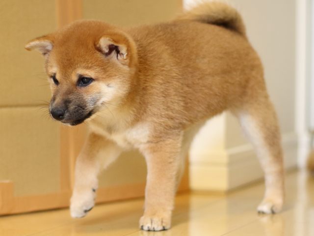 FP5A0522-puppy FP5A0522-puppy