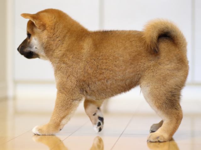FP5A0566-puppy FP5A0566-puppy