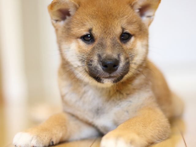 FP5A0636-puppy FP5A0636-puppy