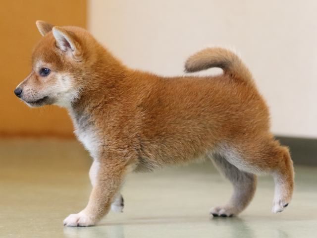 FP5A0735-puppy FP5A0735-puppy