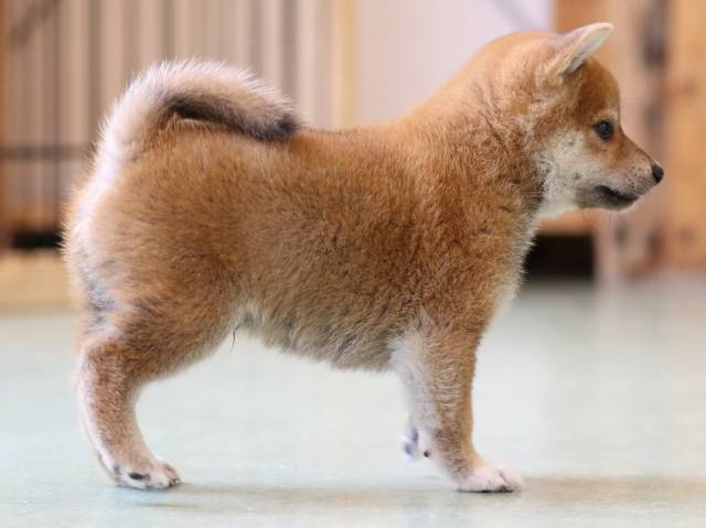 FP5A0812-puppy FP5A0812-puppy
