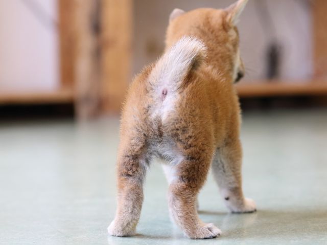 FP5A0880-puppy FP5A0880-puppy