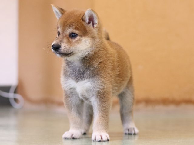 FP5A0930-puppy FP5A0930-puppy
