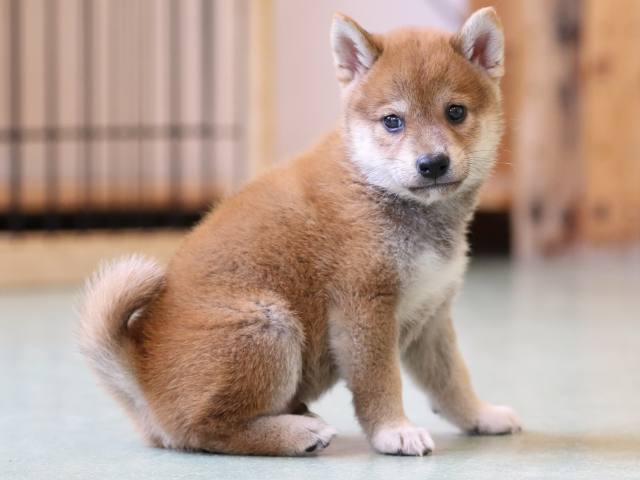 FP5A0975-puppy FP5A0975-puppy