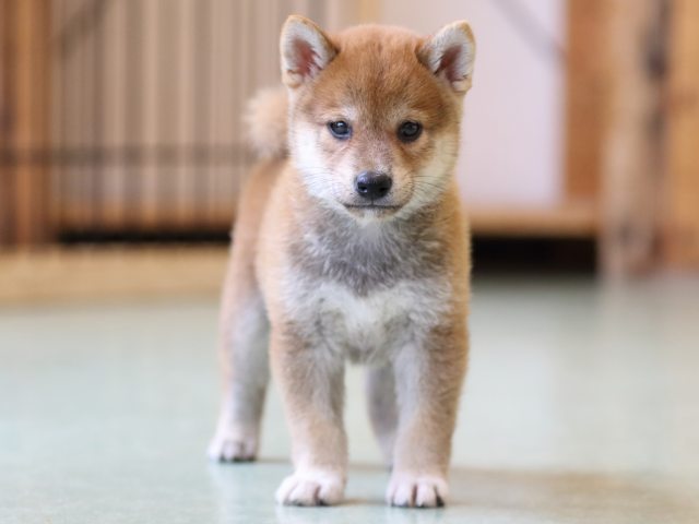 FP5A0993-puppy FP5A0993-puppy