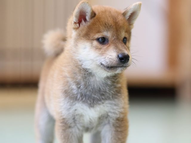 FP5A0994-puppy FP5A0994-puppy