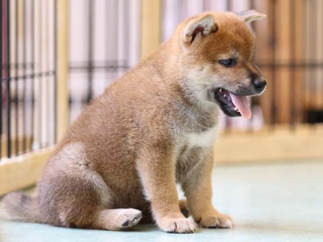 FP5A1048-puppy FP5A1048-puppy