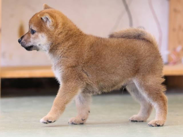 FP5A1060-puppy FP5A1060-puppy