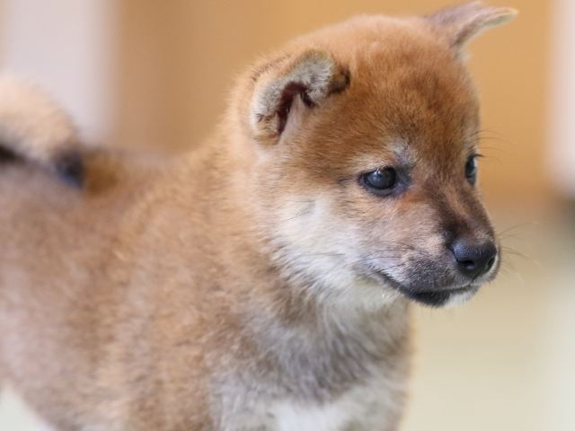 FP5A1083-puppy FP5A1083-puppy