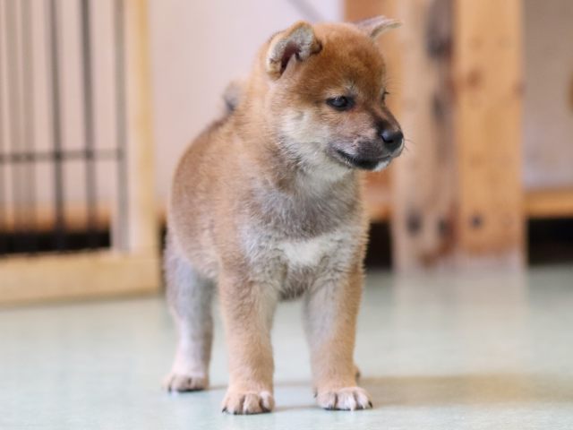 FP5A1137-puppy FP5A1137-puppy