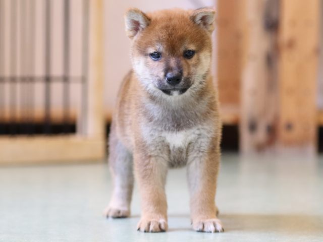 FP5A1139-puppy FP5A1139-puppy