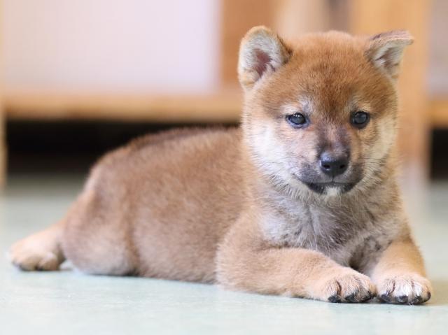 FP5A1172-puppy FP5A1172-puppy