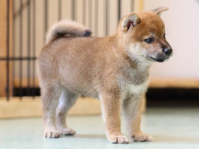 FP5A1196-puppy FP5A1196-puppy