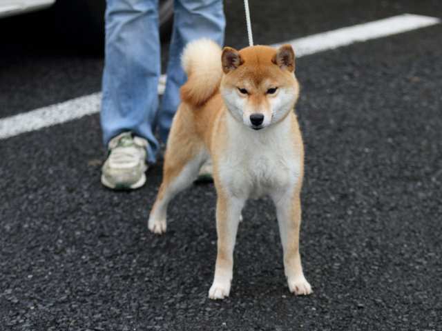 FP5A1220-puppy FP5A1220-puppy