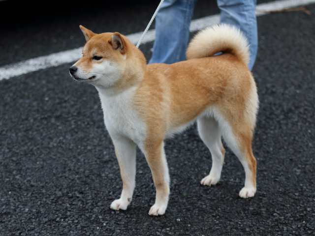 FP5A1247-puppy FP5A1247-puppy