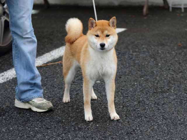 FP5A1257-puppy FP5A1257-puppy