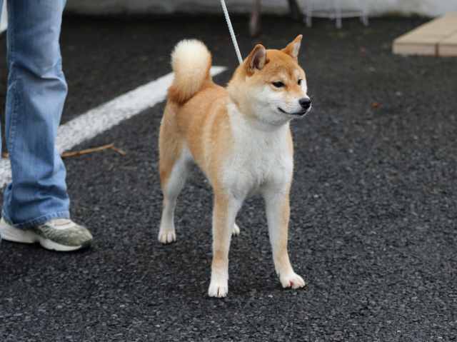 FP5A1269-puppy FP5A1269-puppy