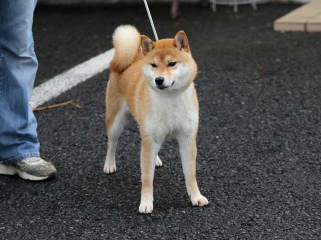 FP5A1278-puppy FP5A1278-puppy