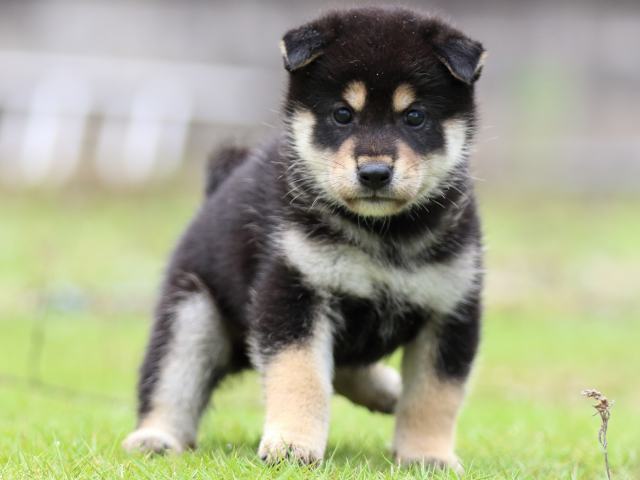 FP5A1297-puppy FP5A1297-puppy