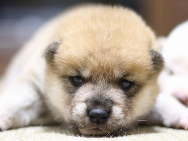 FP5A1304-puppy FP5A1304-puppy
