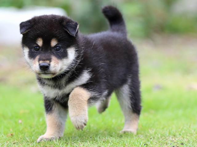 FP5A1310-puppy FP5A1310-puppy