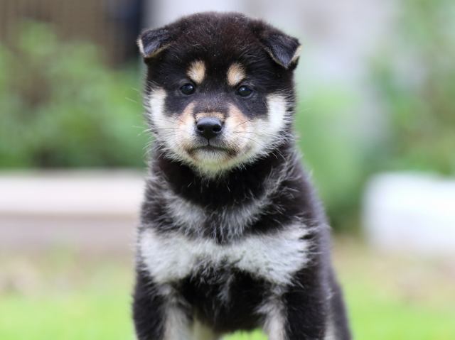 FP5A1316-puppy FP5A1316-puppy