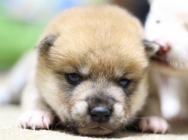 FP5A1324-puppy FP5A1324-puppy