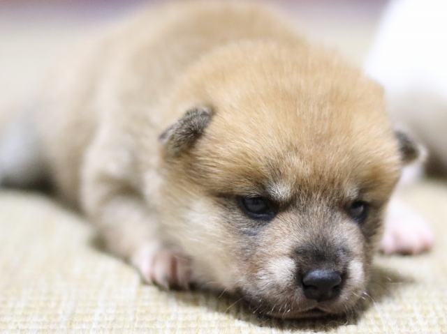 FP5A1329-puppy FP5A1329-puppy