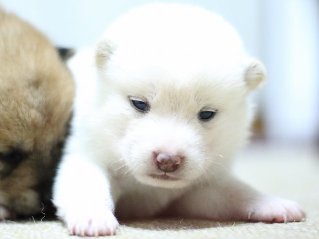 FP5A1344-puppy FP5A1344-puppy
