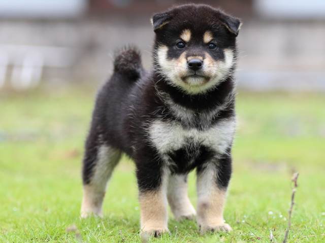 FP5A1354-puppy FP5A1354-puppy