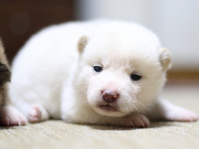 FP5A1361-puppy FP5A1361-puppy