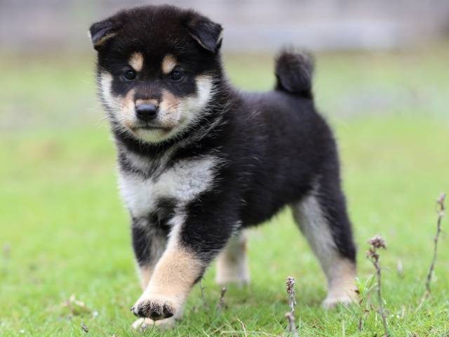 FP5A1372-puppy FP5A1372-puppy