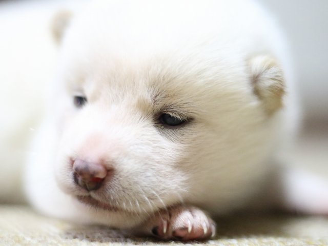 FP5A1394-puppy FP5A1394-puppy