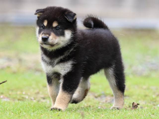FP5A1408-puppy FP5A1408-puppy