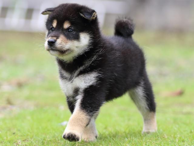 FP5A1412-puppy FP5A1412-puppy